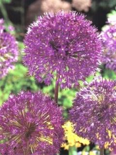 Allium Purple Sensation (5 ks)