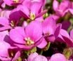 Arabis caucasica  Little Treasure Deep Rose