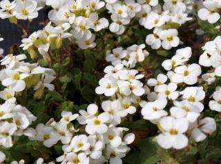 Arabis caucasica Little Treasure White