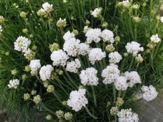 Armeria maritima ´Armada White´