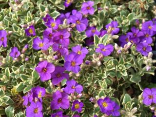 Aubrieta tauricola ´Silberica´