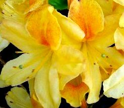 Azalea knaphill Goldtopas - velkokvětá 10 - 15 cm