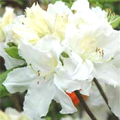 Azalea knaphill Oxydol - velkokvětá 10 - 15 cm