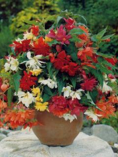 Begonia pendula - směs barev (3 ks)