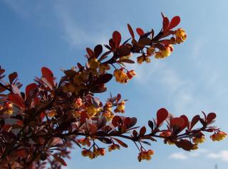 Berberis thunbergii Atropurpurea 15 - 25 cm