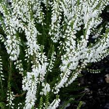 Calluna vulgaris 'Alba' - bílá