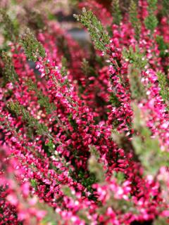 Calluna vulgaris 'Aphrodite' - růžovočervený