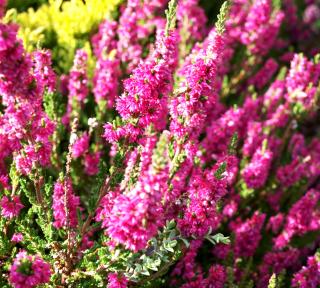 Calluna vulgaris 'Peter Sparkes' - růžový