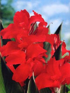 Canna Black Knight