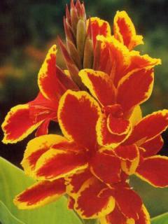 Canna Lucifer