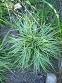 Carex morrowii Silver Scepter