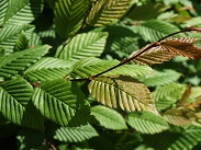 Carpinus betulus 30 - 50 cm - prostokořenný