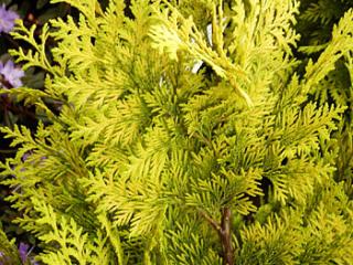 Chamaecyparis lawsoniana ´Alumii´