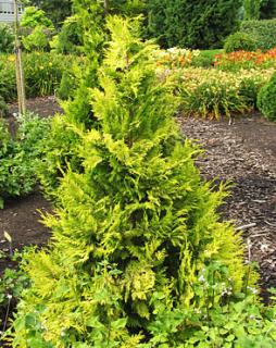 Chamaecyparis lawsoniana ´Golden King´