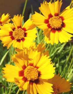 Coreopsis grand. Heliot