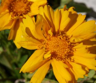 Coreopsis grand. Illico