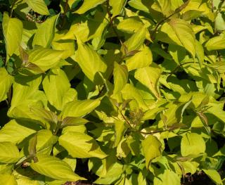 Cornus alba Spaethii