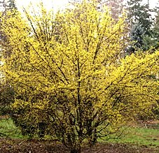 Cornus mas