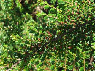 Cotoneaster horizontalis