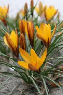 Crocus Golden Nugget (10 ks)