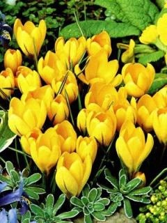 Crocus Grosse Gelbe (10 ks)