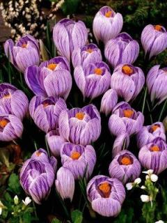 Crocus Pickwick (10 ks)