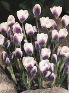 Crocus Prince Claus (15 ks)