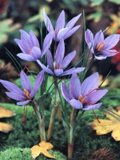 Crocus sativus (10 ks) - PODZIMNÍ