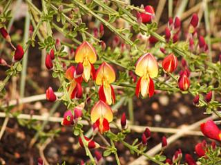 Cytisus ´Roter Favorit´