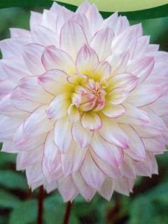 Dahlia Crazy love