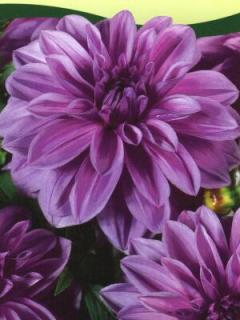 Dahlia Lilac Time