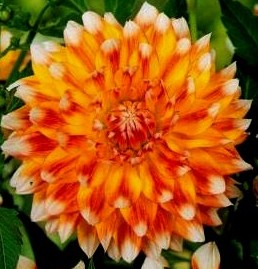 Dahlia Peaches and Cream