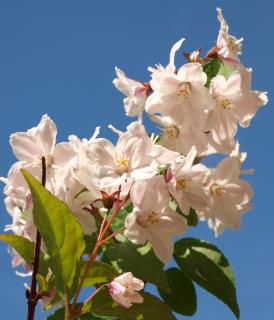 Deutzia hybrida 'Pink Pompon'