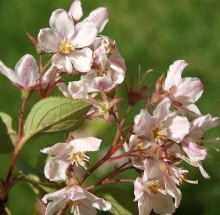 Deutzia rosea Carminea