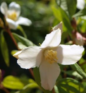 Deutzia scabra Candidissima