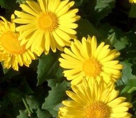 Doronicum orien. 'Leonardo Compact'