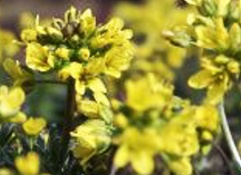 Draba aizoides 'Napoleon'