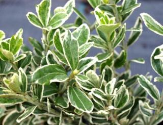 Euonymus fortunei 'Emerald Albus'