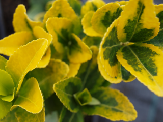 Euonymus japonicus 'Aureovariegata'