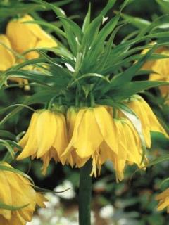 Fritillaria Imperialis Lutea (1 ks)