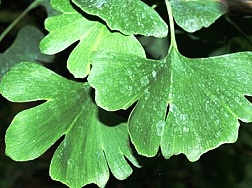 Ginkgo biloba