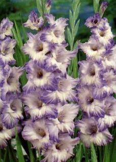 Gladiolus Blue Frost (10 ks)