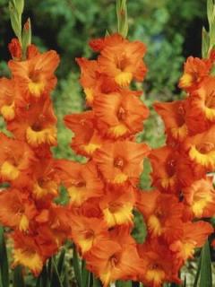 Gladiolus Caramello (10 ks)
