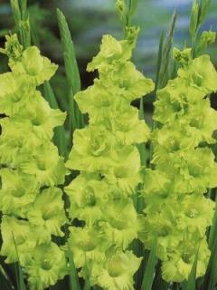 Gladiolus Green Star (10 ks)