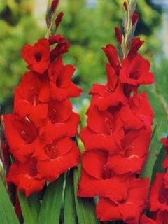 Gladiolus Oscar (10 ks)