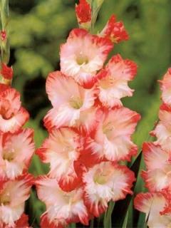 Gladiolus Pink Lady (10 ks)