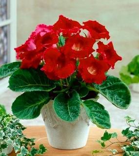 Gloxinia Corina (2 ks)