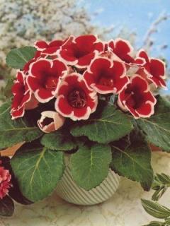 Gloxinia Kaiser Fridrich (2 ks)