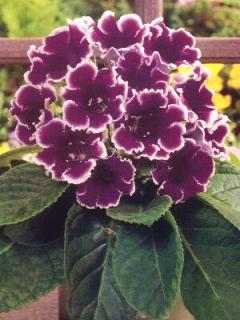 Gloxinia Kaiser Wilhelm (2 ks)