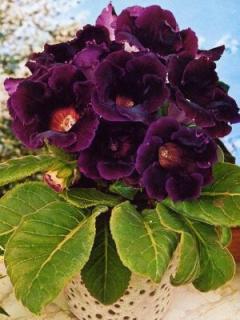 Gloxinia Princ Albert